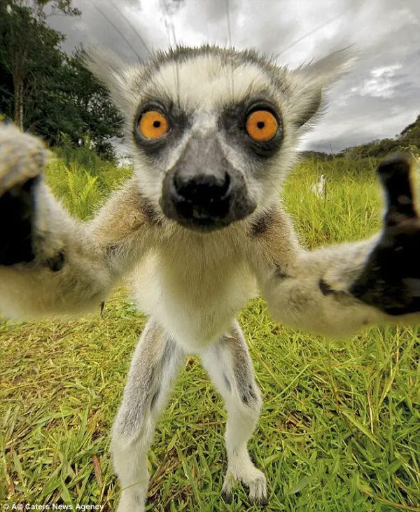 18 animals taking adorable selfies 9