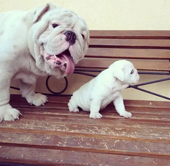 18 minime dogs that will surely melt your heart 1