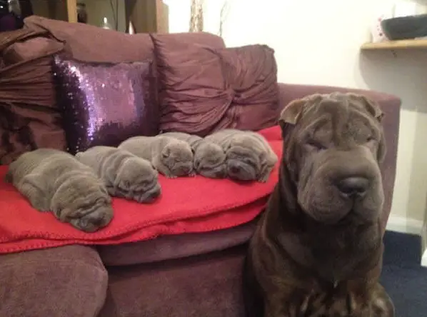 18 minime dogs that will surely melt your heart 15
