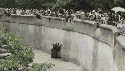 19 things you wont expect at zoo 9