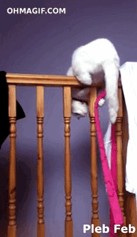 25 adorable new animal gifs that will surely make you smile 10