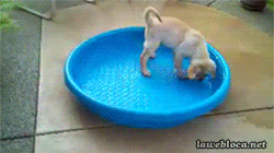 25 adorable new animal gifs that will surely make you smile 11
