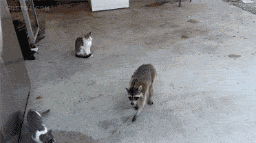 25 adorable new animal gifs that will surely make you smile 19