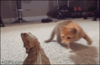 25 adorable new animal gifs that will surely make you smile 2