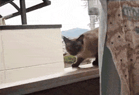 25 adorable new animal gifs that will surely make you smile 21