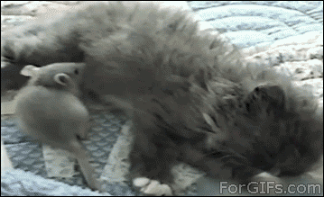 25 adorable new animal gifs that will surely make you smile 25