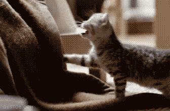 25 animal gifs that will make your day 1
