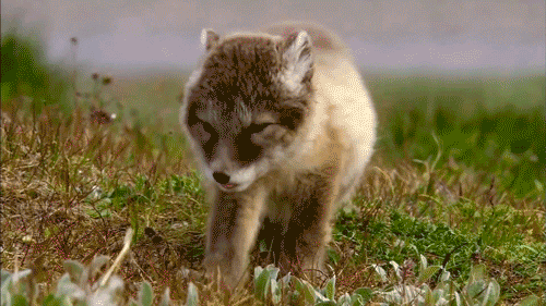 25 animal gifs that will make your day 10
