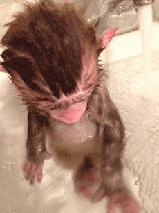 25 animal gifs that will make your day 11