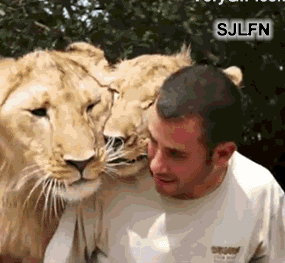 25 animal gifs that will make your day 15