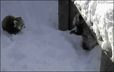 25 animal gifs that will make your day 18