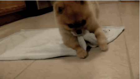 25 animal gifs that will make your day 2