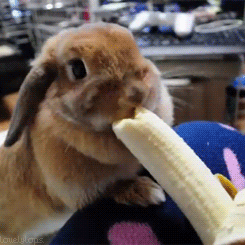 25 animal gifs that will make your day 20