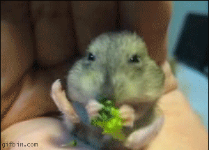 25 animal gifs that will make your day 21