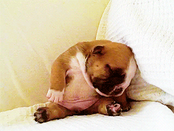 25 animal gifs that will make your day 23