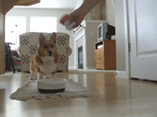 25 animal gifs that will make your day 24