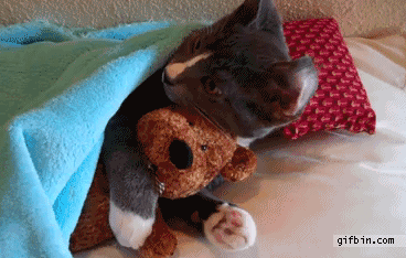 25 animal gifs that will make your day 3