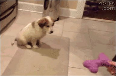 25 animal gifs that will make your day 5