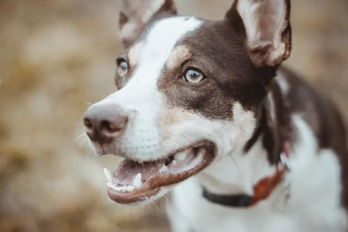close view of short-coated brown and white dog