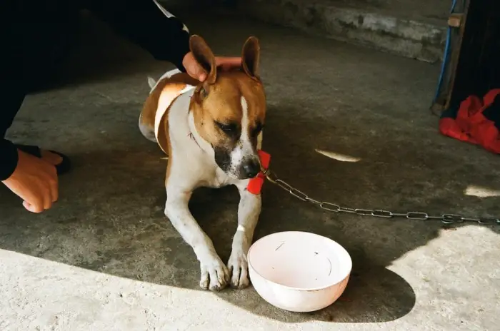 short-coated white dog beside pet bowl