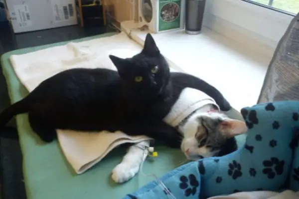 7 pictures of the nurse cat that helps his sick buddies in shelter get better 1