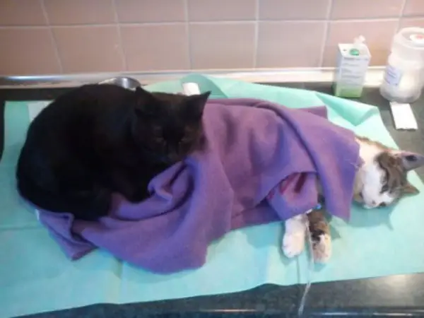 7 pictures of the nurse cat that helps his sick buddies in shelter get better 5
