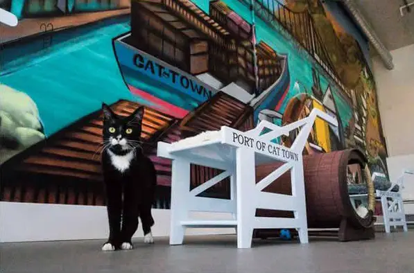 8 places every cat lover must visit at least once in a lifetime 1