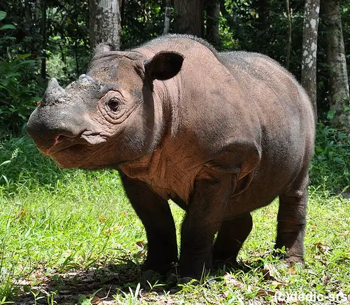 8 rarest and most endangered species in existance 8
