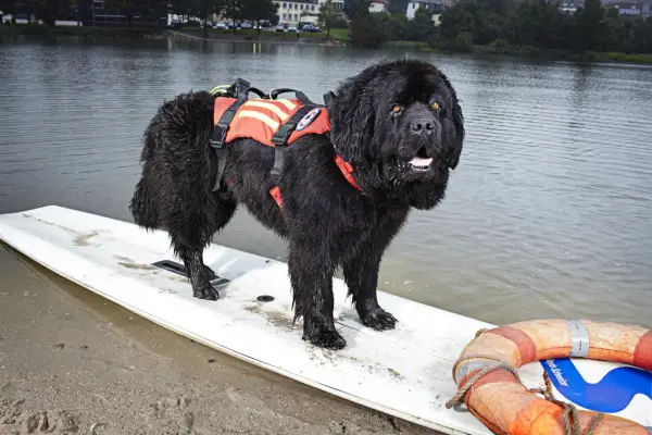 9 extraordinary dogs who are guinness world record holders 9