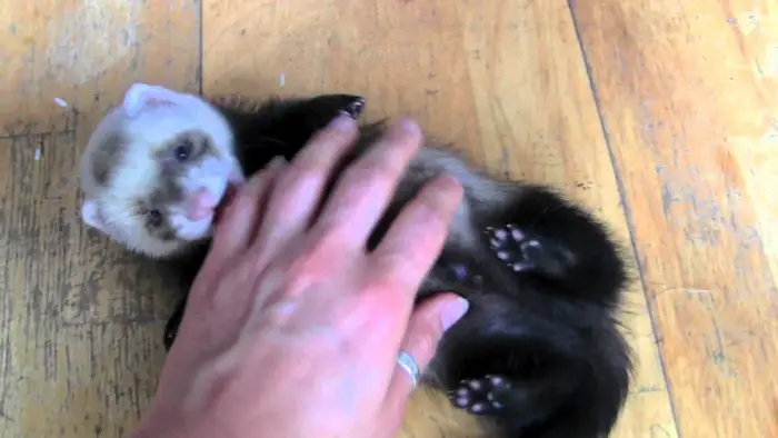 9 reasons ferrets are great pets 1