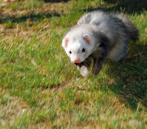 9 reasons ferrets are great pets 10