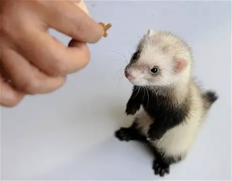 9 reasons ferrets are great pets 7