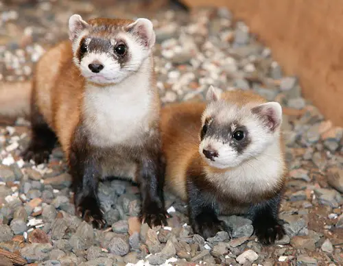 9 reasons ferrets are great pets 8