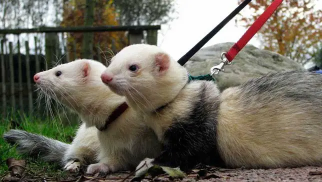 9 reasons ferrets are great pets 9