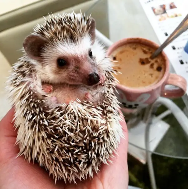 a must visit for hedgehog lovers 19 pictures 14