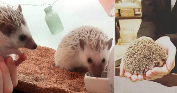 a must visit for hedgehog lovers 19 pictures 17