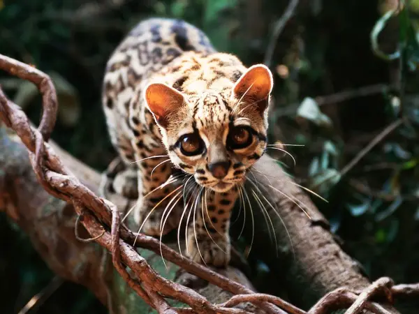 adorable margay cats and their unbelievable abilities 9 pictures 1