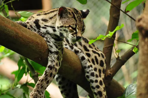 adorable margay cats and their unbelievable abilities 9 pictures 3