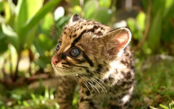 adorable margay cats and their unbelievable abilities 9 pictures 4