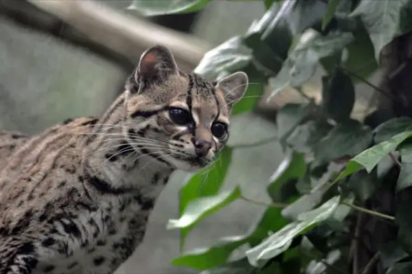 adorable margay cats and their unbelievable abilities 9 pictures 7