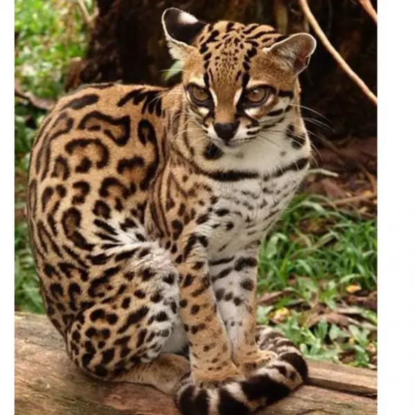 adorable margay cats and their unbelievable abilities 9 pictures 9