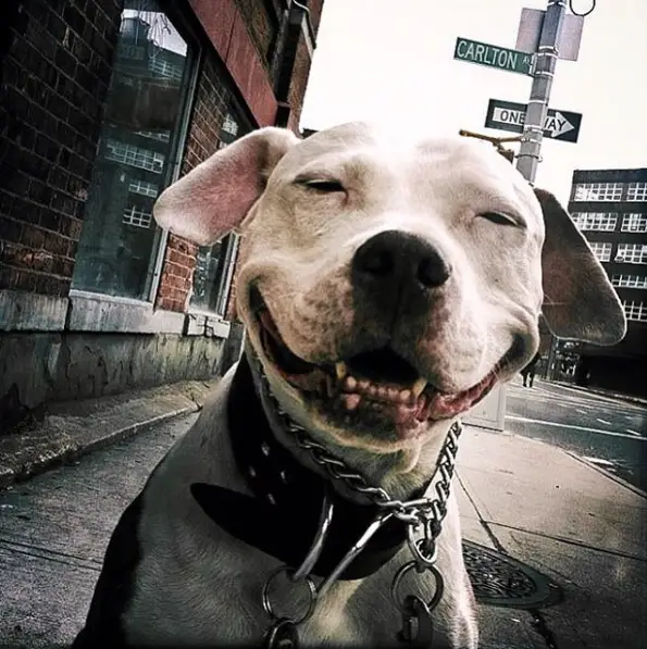 after being rescued brinks the exstray pit bull smiles all the time 1