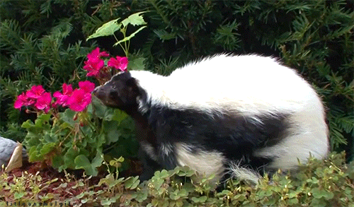 all about skunks funny things in 15 photos and 5 videos 15