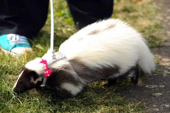 all about skunks funny things in 15 photos and 5 videos 4