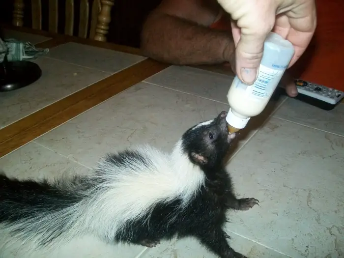 all about skunks funny things in 15 photos and 5 videos 5