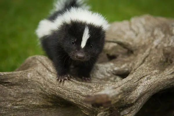 all about skunks funny things in 15 photos and 5 videos 7