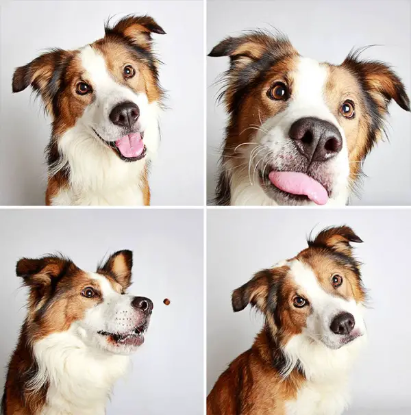 all they need is a bit of your love 11 dogs looking for a home 11