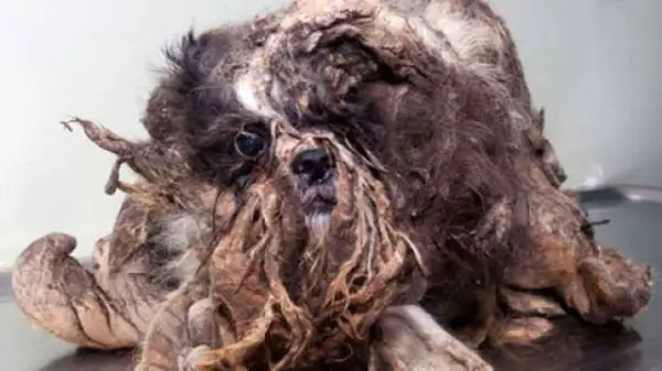 amazing transformation poor puppy was mistaken for a pile of garbage 1