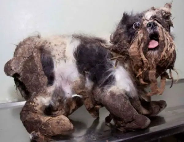 amazing transformation poor puppy was mistaken for a pile of garbage 4