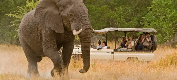 amazing wild animals safari photo adventure in africa 10 pictures 5